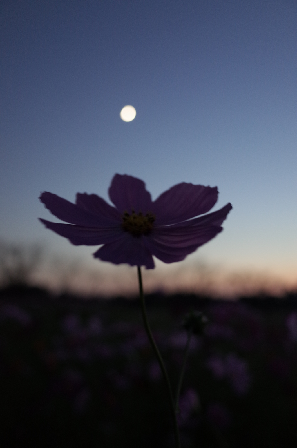2015/10/18_蓮田駒崎の夕暮れコスモス