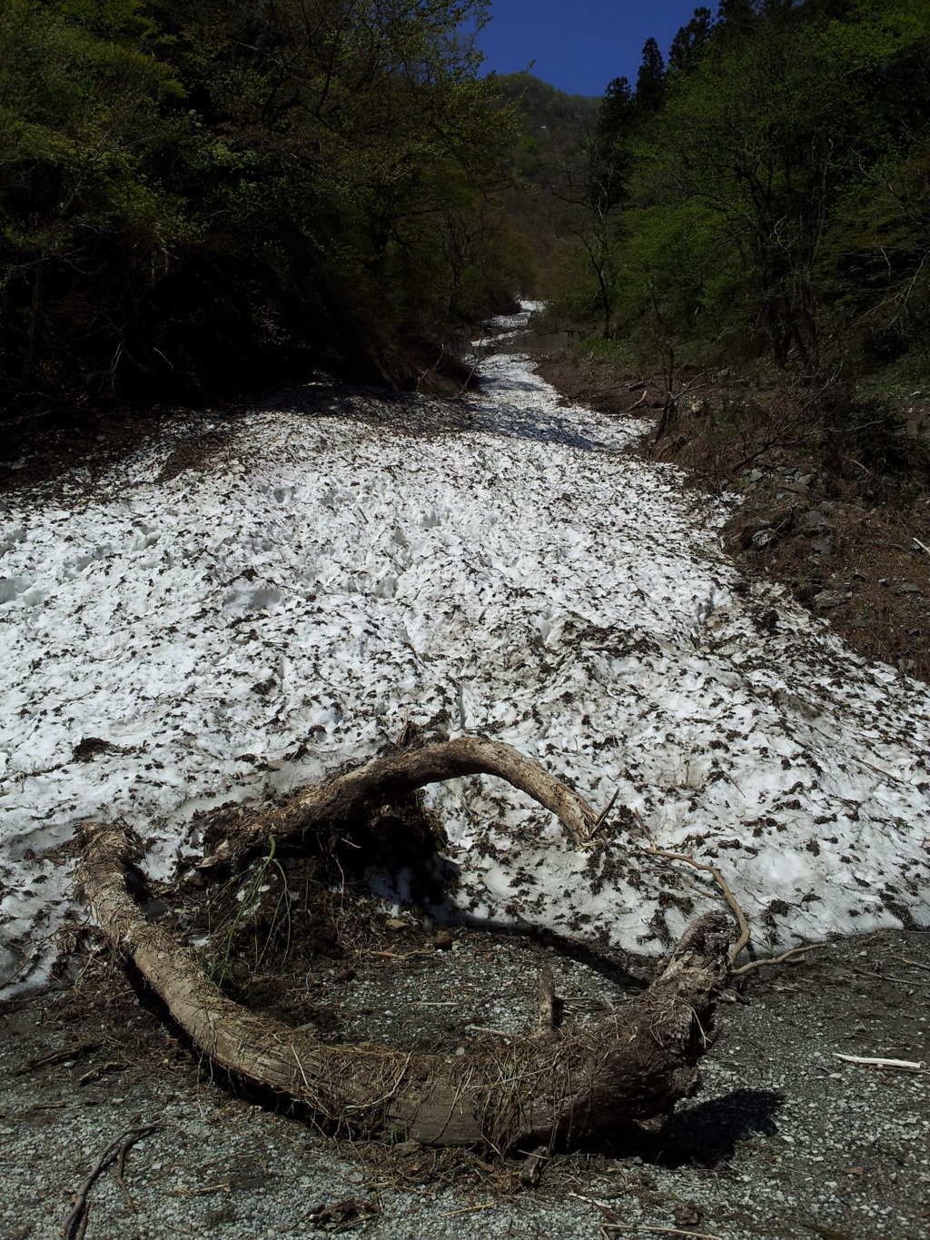 2018/04/21_氷河と倒木