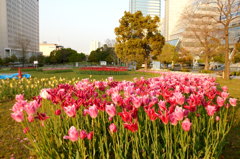 2014/04/26_散りかけのチューリップ