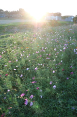 2015/10/25_夕暮れの蓮田駒崎コスモス畑