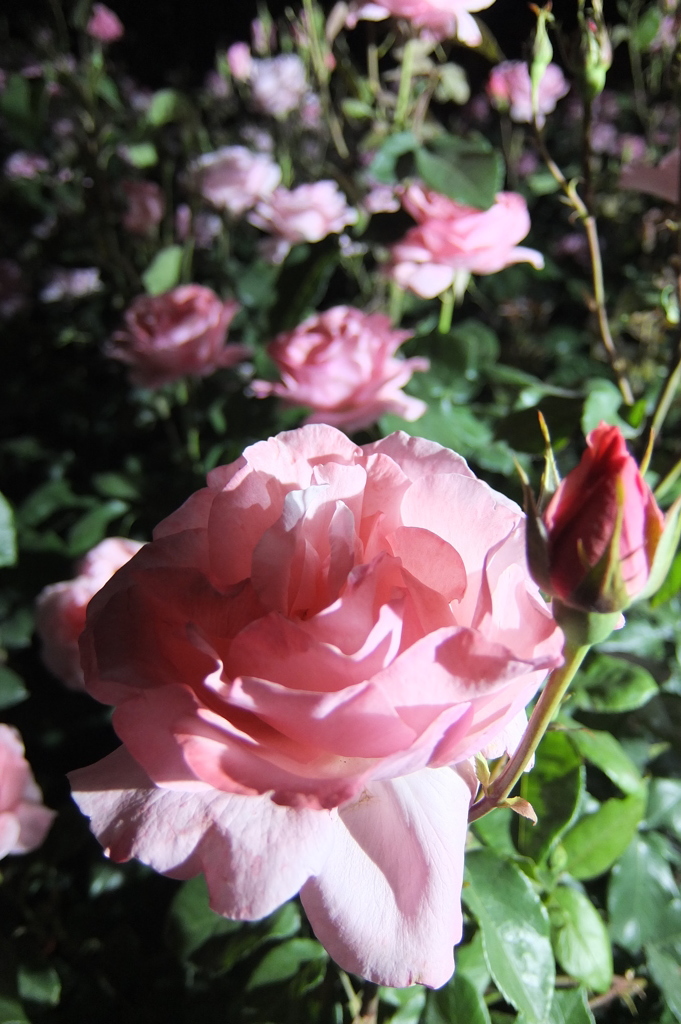 2014/05/18_夜の伊奈バラ園