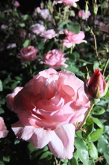 2014/05/18_夜の伊奈バラ園