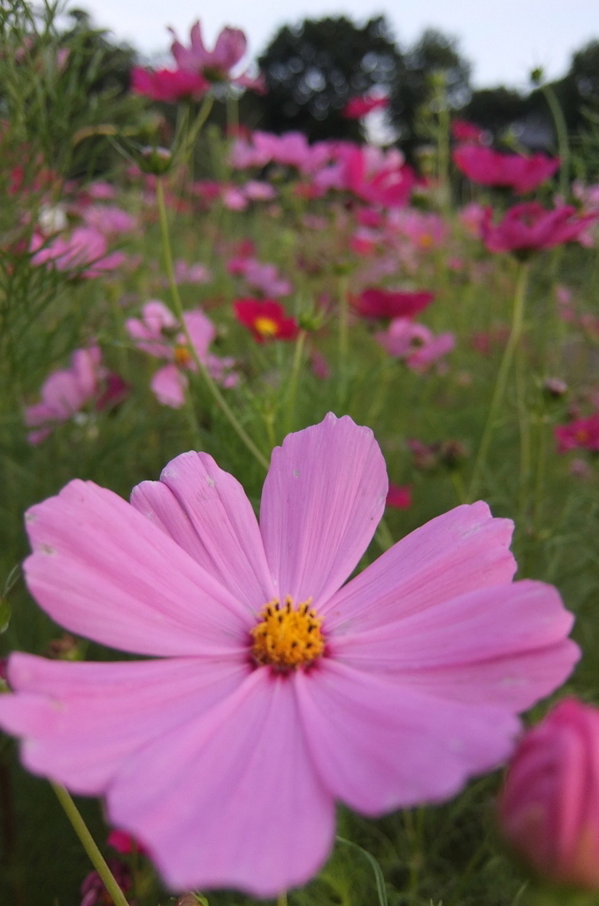 2014/06/14_伊奈バラ園のコスモス