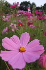 2014/06/14_伊奈バラ園のコスモス
