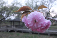2015/04/12_伊奈町制施行記念公園の八重桜