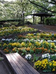 2017/04/30_花の丘農林公苑のビオラ