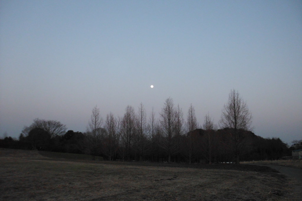 2014/03/15_月と木