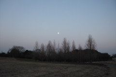 2014/03/15_月と木