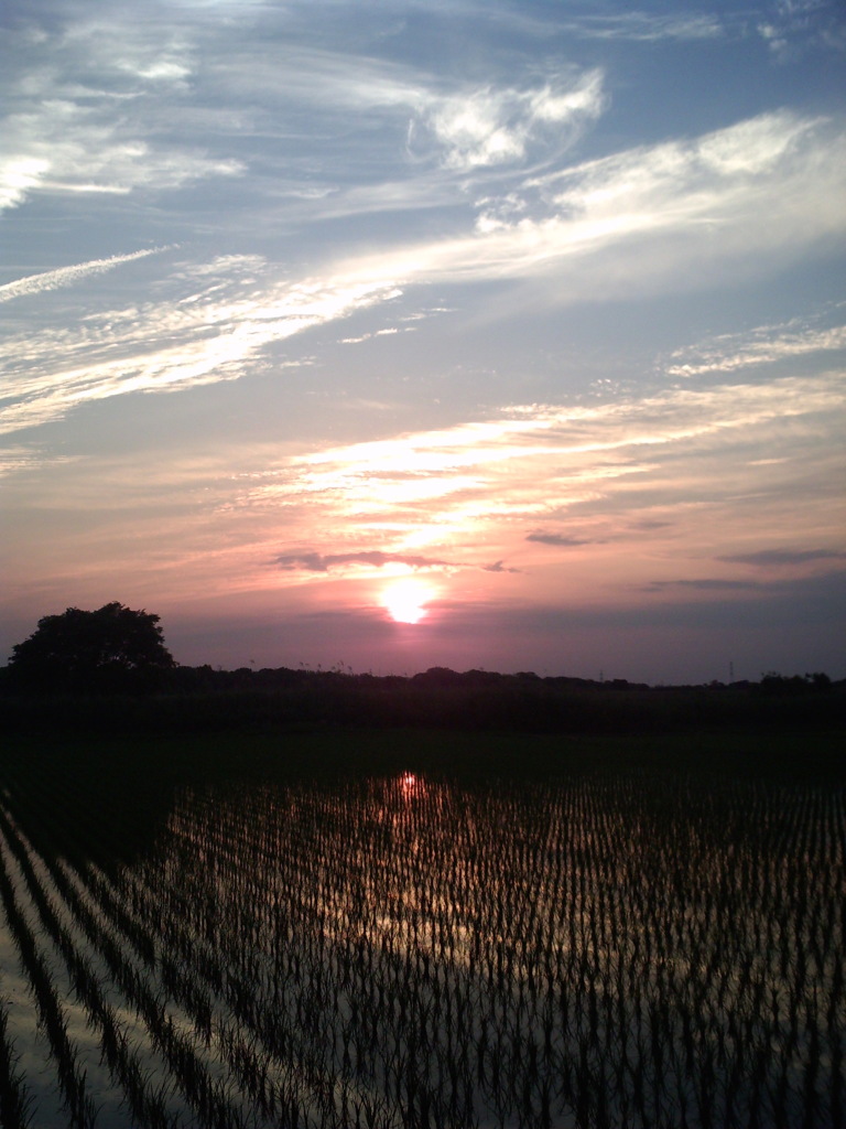 2015/05/24_水田に夕日