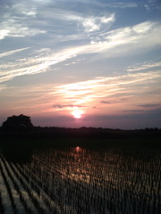 2015/05/24_水田に夕日