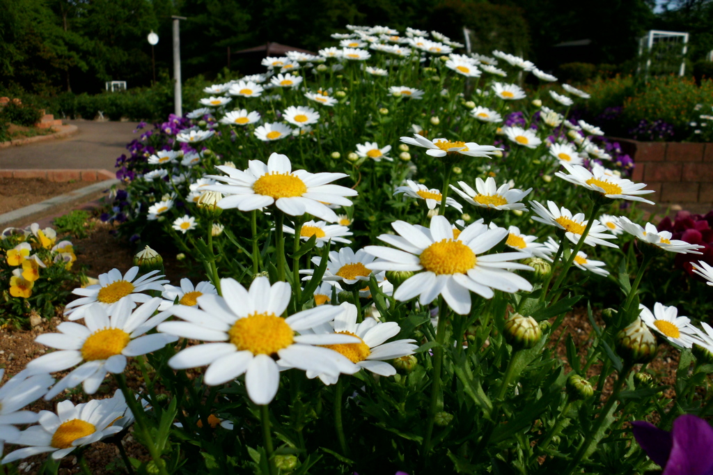 2015/04/29_伊奈バラ園のマーガレット