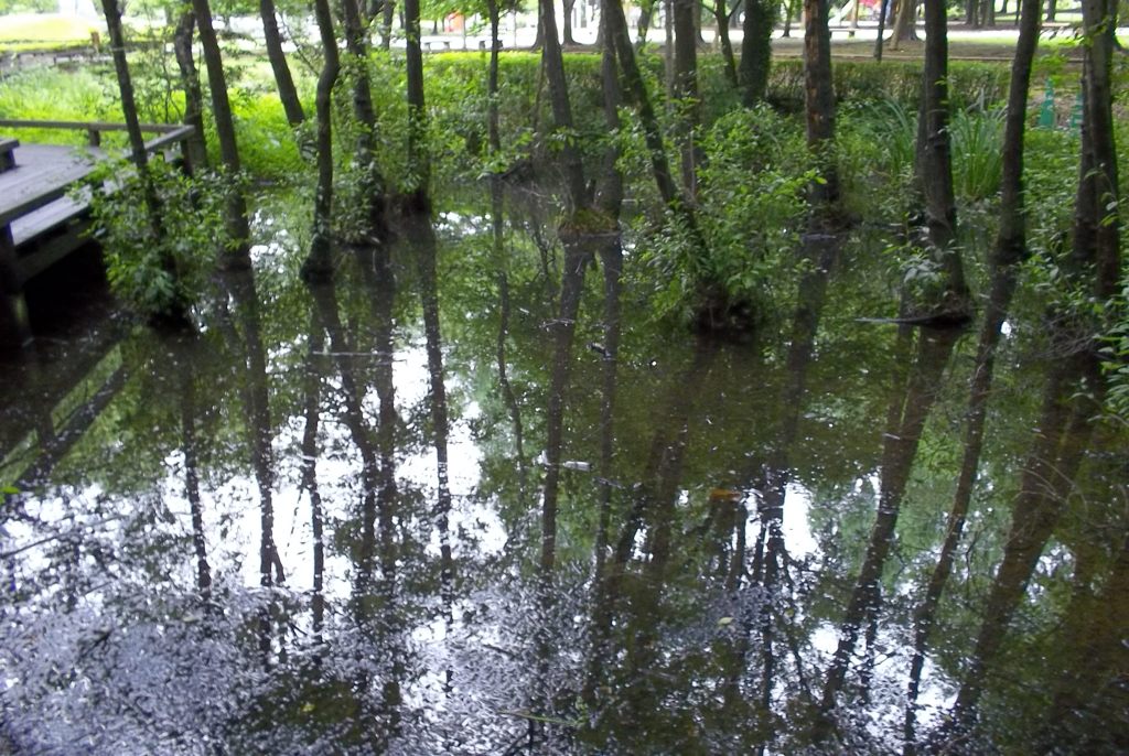 2015/07/05_伊奈町制施行記念公園