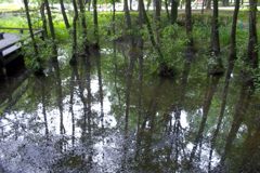 2015/07/05_伊奈町制施行記念公園