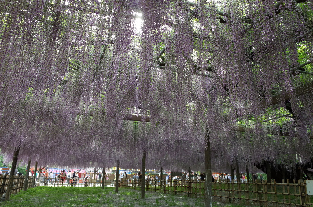 2015/05/03_玉敷公園の藤