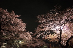2015/04/05_上尾市文化センターの夜桜