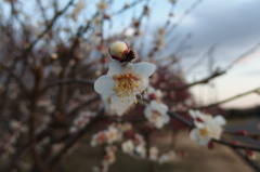 2016/02/14_花の丘農林公苑の白梅