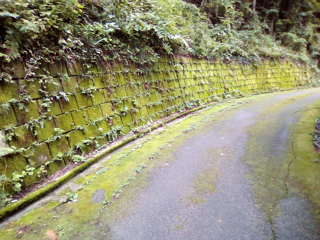2018/09/24_苔むした林道