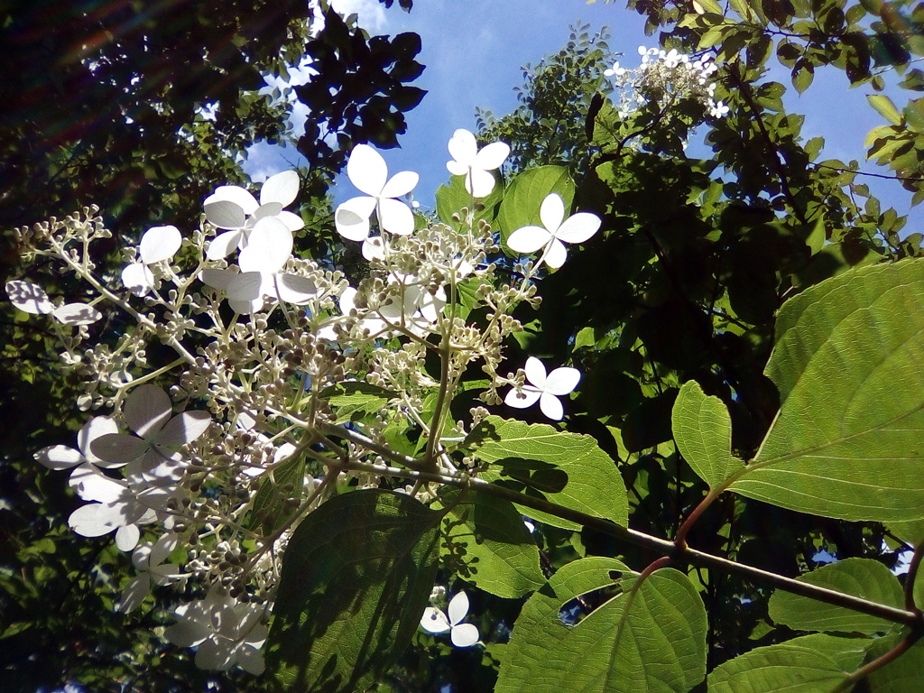 2018/0701_外秩父の糊空木の花