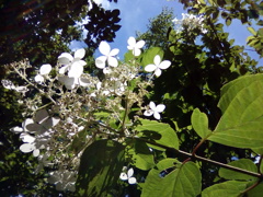 2018/0701_外秩父の糊空木の花
