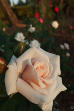 2015/10/18_伊奈バラ園の薔薇