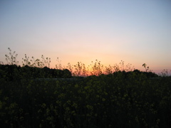 2017/04/15_夕暮れ菜の花