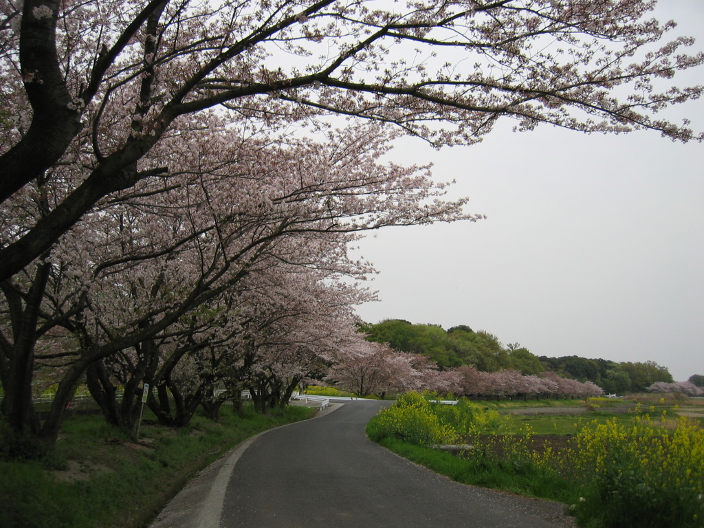 2016/04/10_見沼代用水の桜と菜の花
