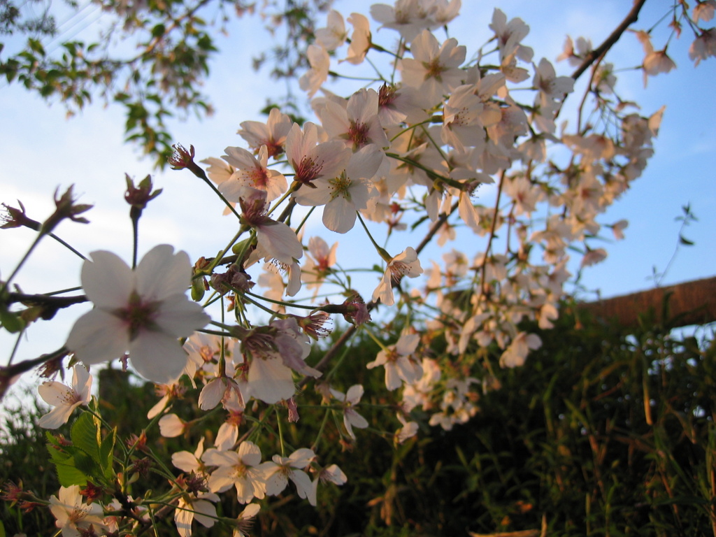 2017/04/16_元荒川の夕暮れ桜