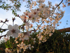 2017/04/16_元荒川の夕暮れ桜