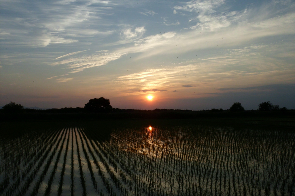 2015/05/24_水田に夕日