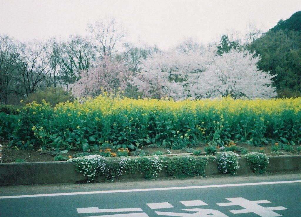 2019/04/07_菜の花と桜