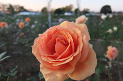 2015/10/18_伊奈バラ園の薔薇