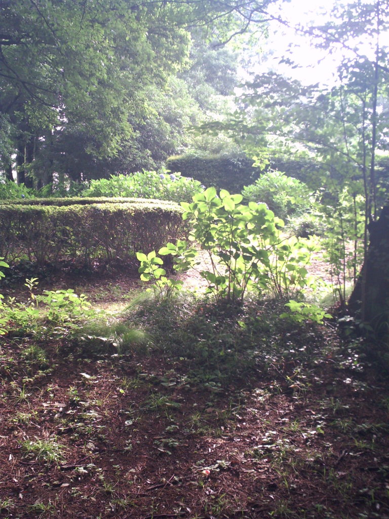 2015/07/05_伊奈アジサイ園