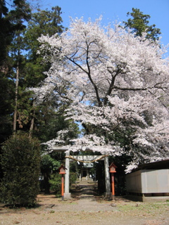 2019/04/06_伊奈崇霊社の桜