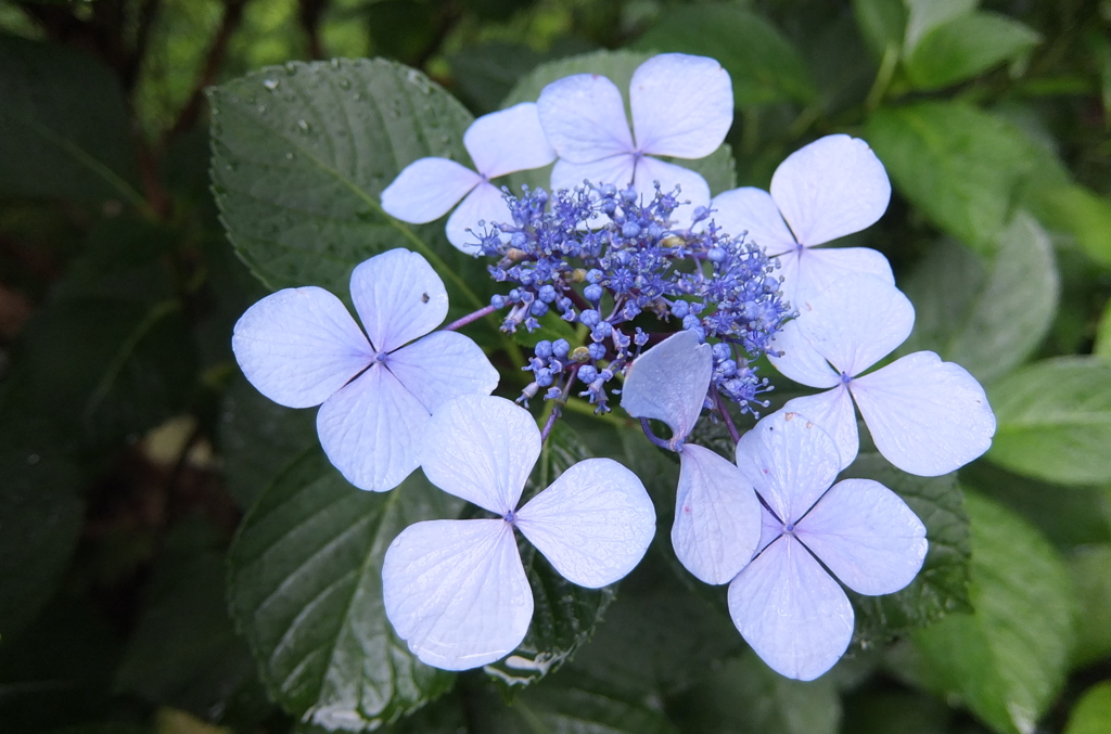 2014/06/29_雨上がりの伊奈アジサイ園