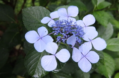 2014/06/29_雨上がりの伊奈アジサイ園