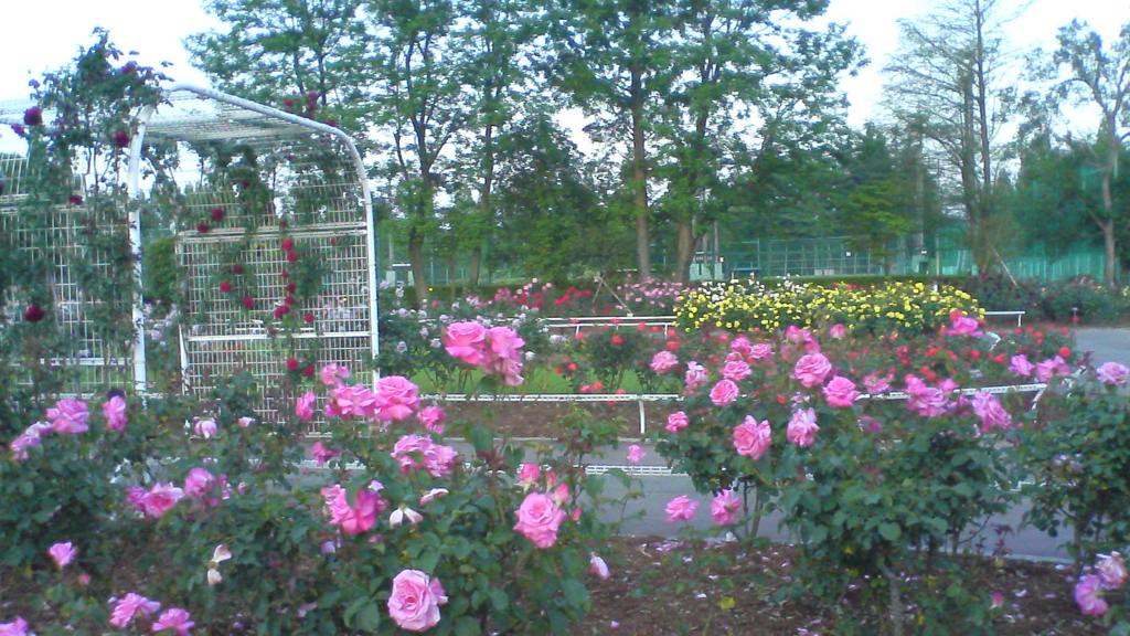 2010/05/21_伊奈バラ園