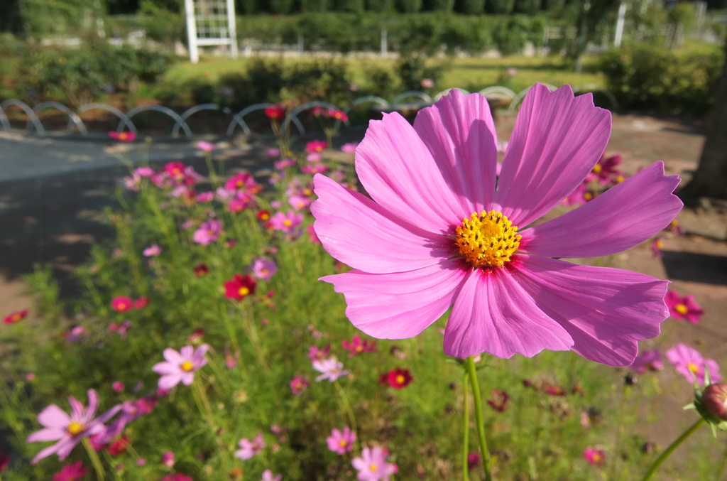 2014/06/15_伊奈バラ園のコスモス