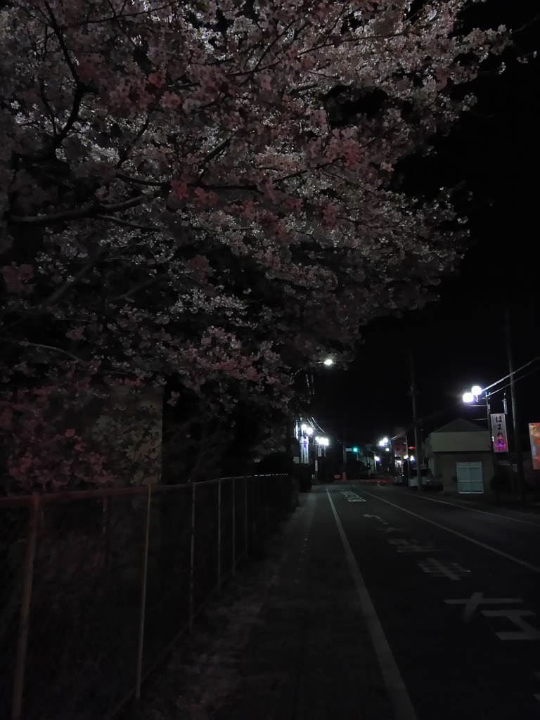 2017/04/10_伊奈中の夜桜