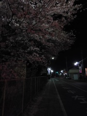 2017/04/10_伊奈中の夜桜