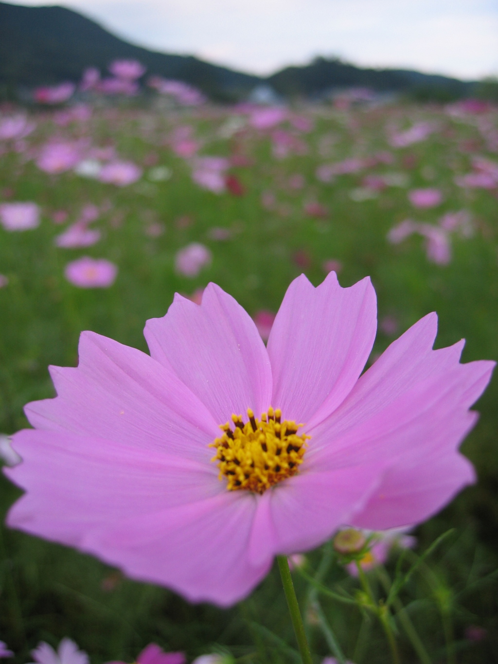 2016/09/10_巾着田のコスモス