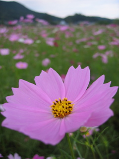 2016/09/10_巾着田のコスモス