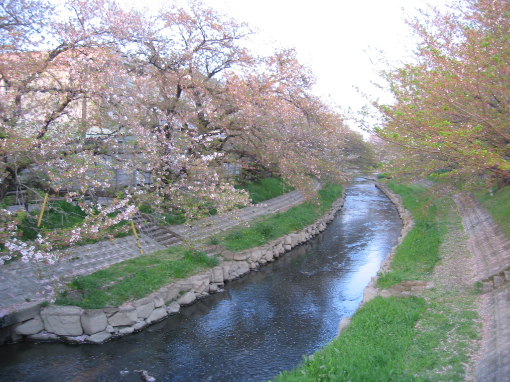 2017/04/16_元荒川の桜