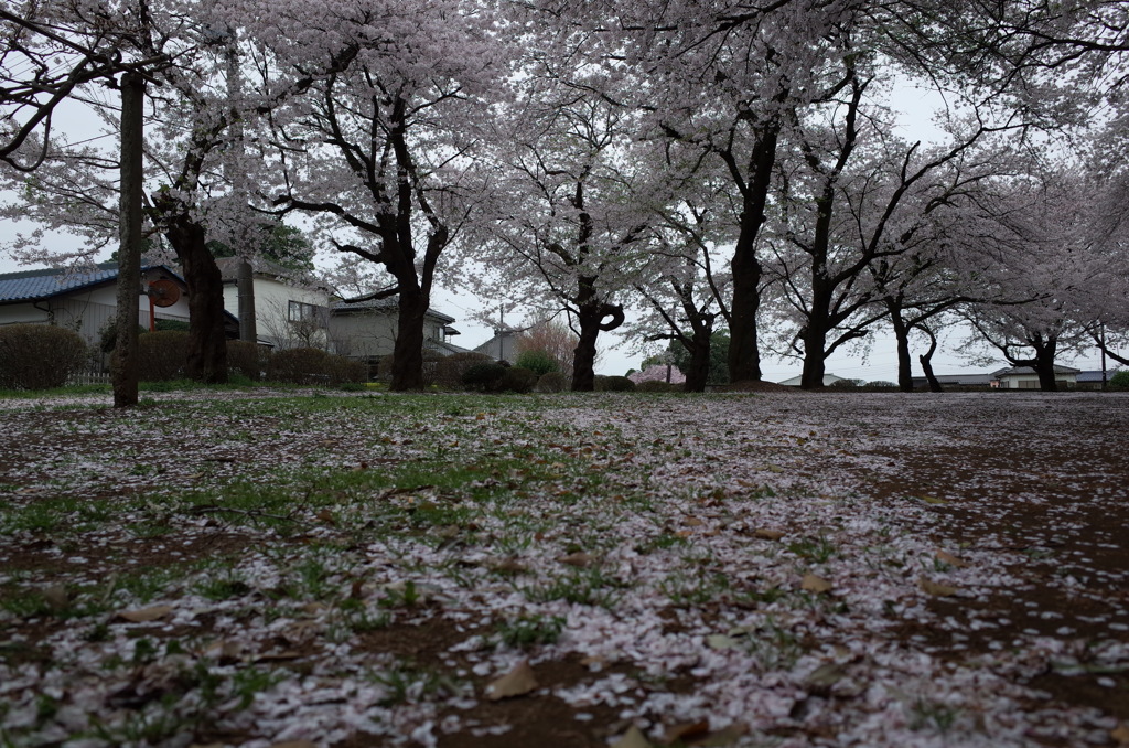 2015/04/04_氷川児童公園の桜