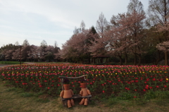 2016/04/09_花の丘農林公苑のチューリップ（と桜）