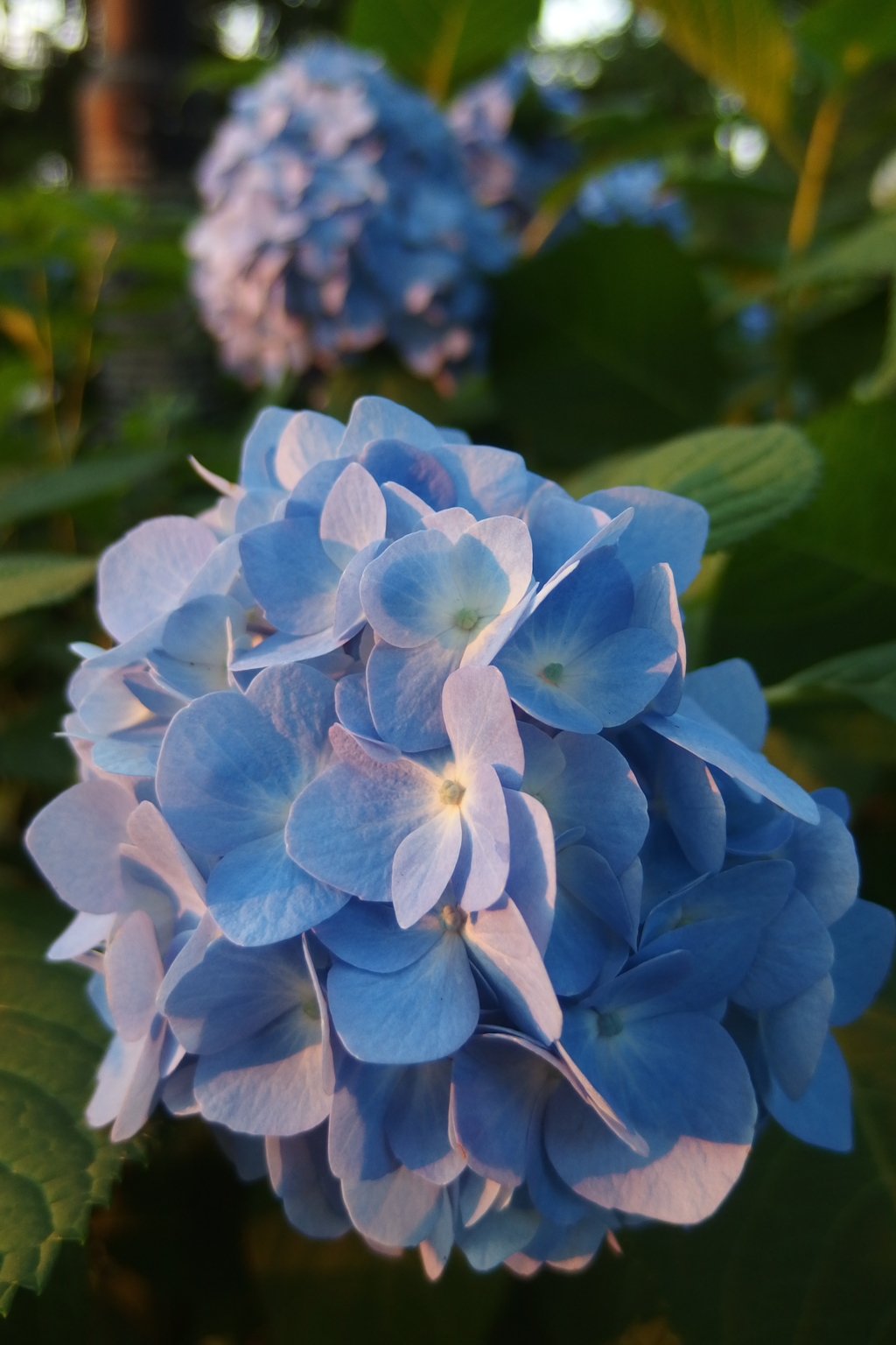 2016/06/18_伊奈アジサイ園の夕暮れ紫陽花
