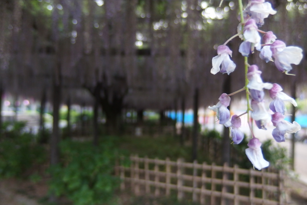 2016/05/07_玉敷公園の藤