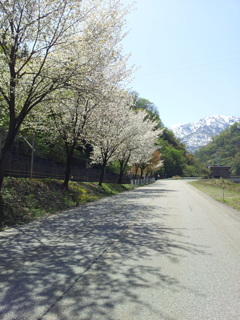 2018/04/21_宇奈月の桜と立山連峰