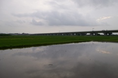 2015/07/05_水田に曇天