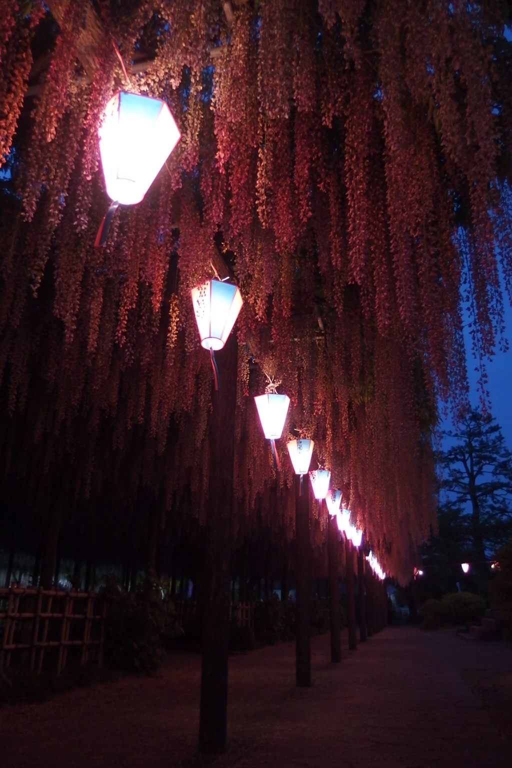 2016/05/07_玉敷公園の夜藤