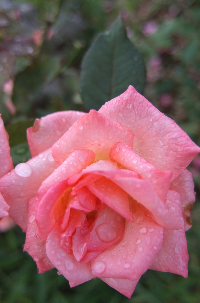 2014/06/29_雨上がりの伊奈バラ園